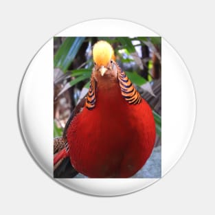 Golden Pheasant Pin