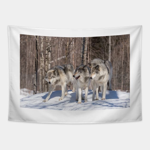 Timber wolves in winter Tapestry by josefpittner