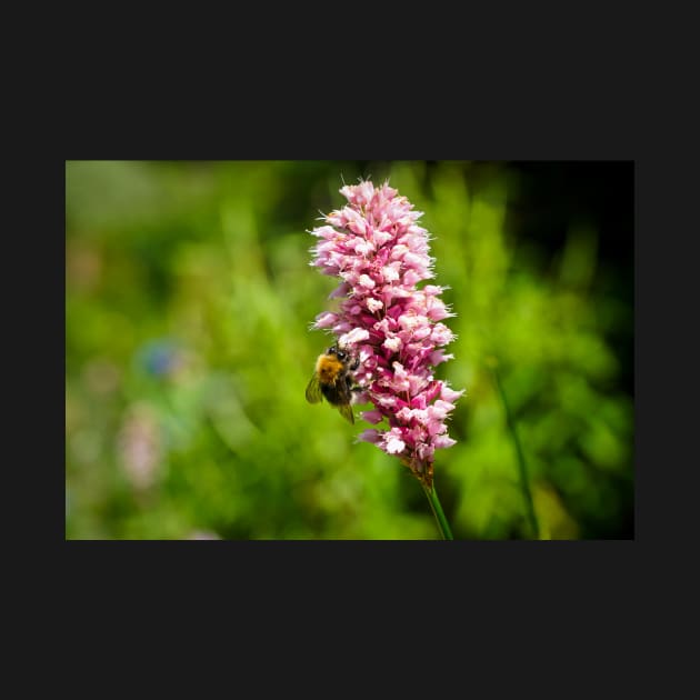 Beautiful Pink Flower With A Bee Pollinating And Green Background by Harmony-Mind