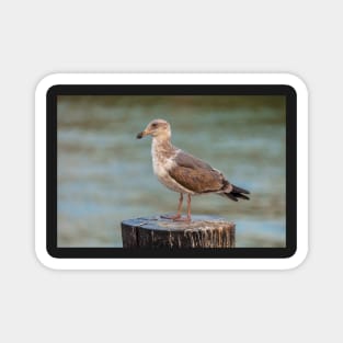 Western Gull Magnet