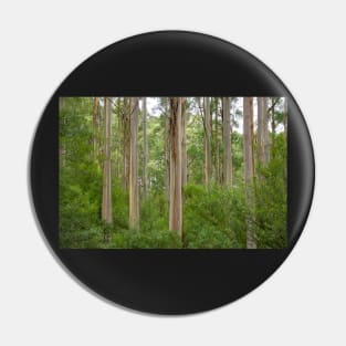 Many tall gum trees in Otway National Park. Pin