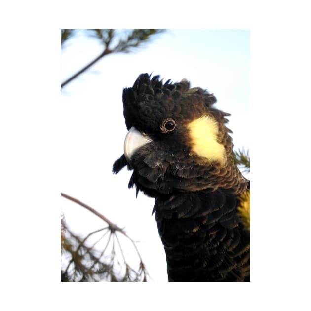 Yellow-tailed Black Cockatoo by kirstybush