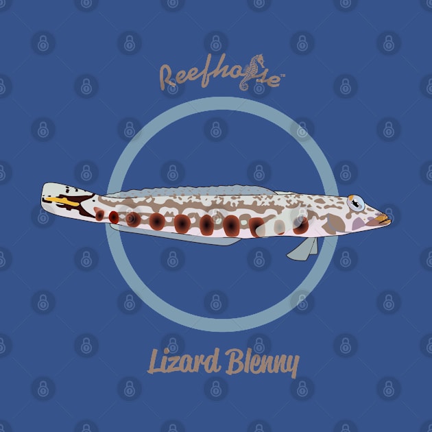 Lizard Blenny by Reefhorse