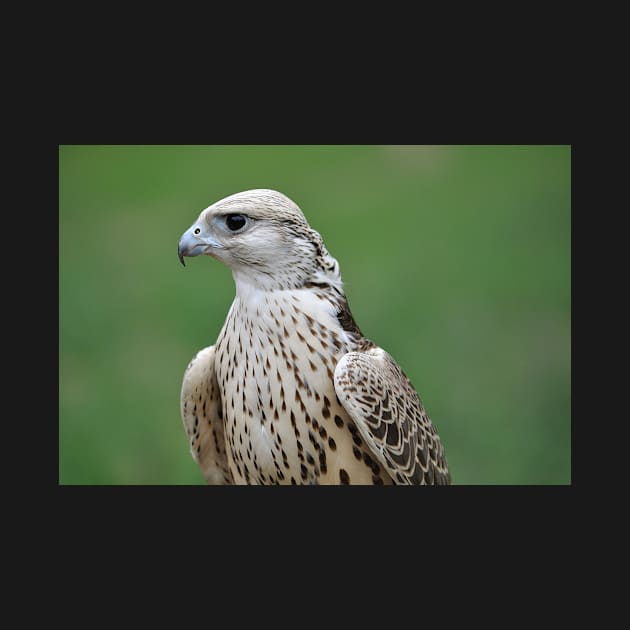 Saker Falcon by kawaii_shop