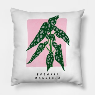 Begonia maculata Pillow