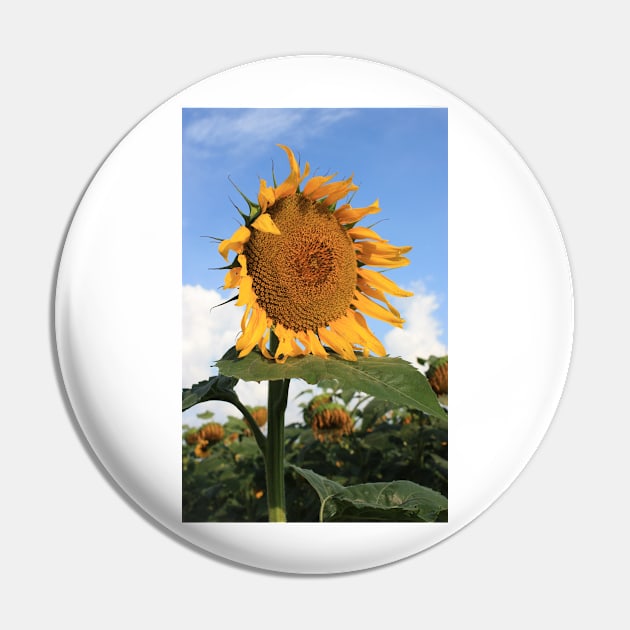 Kansas Country Sunflower Phone Case Pin by ROBERTDBROZEK