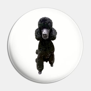 Poodle Gorgeous Style! Pin