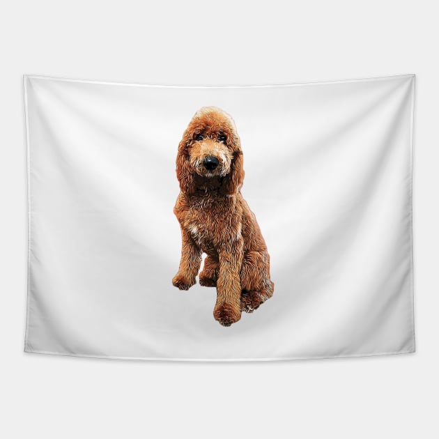 Goldendoodle apparel 2025