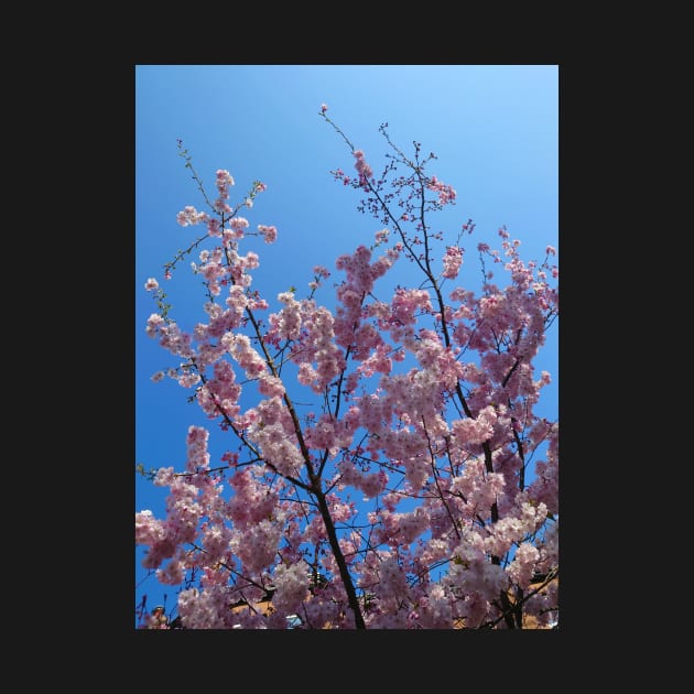 Pink cherry blossom, blue sky 22 by bettyretro