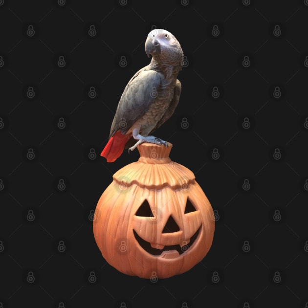 Jack-o-lantern Halloween African Grey Parrot by Einstein Parrot