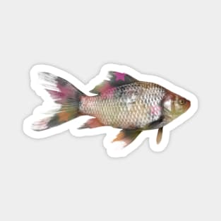 Goldfish Disco Magnet