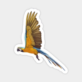 Blue and Gold Macaw Magnet