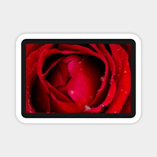 Red rose flower Magnet