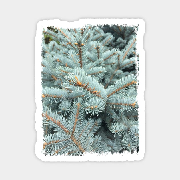 fir branches Magnet by Nalika