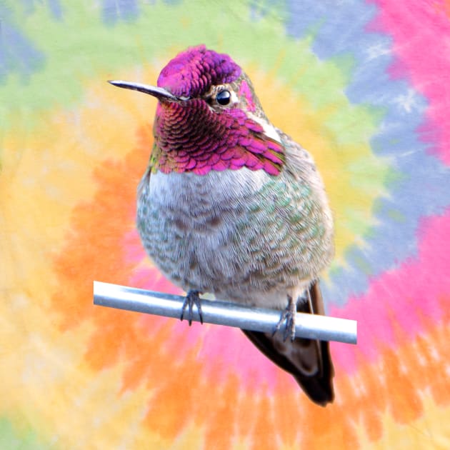 Anna's Hummingbird Photo by DeniseBruchmanPhotography