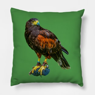 Harris Hawk Pillow