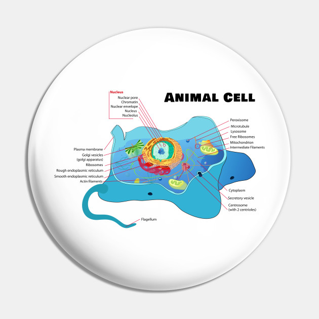 Structure Of A Typical Animal Cell Cells Pin Teepublic De