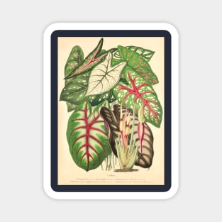 Assorted Caladium and Alocasia - Belgique horticole - Botanical Illustration Magnet