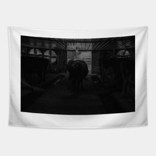 Cows at milking time in and entering dark Amish milking shed Tapestry