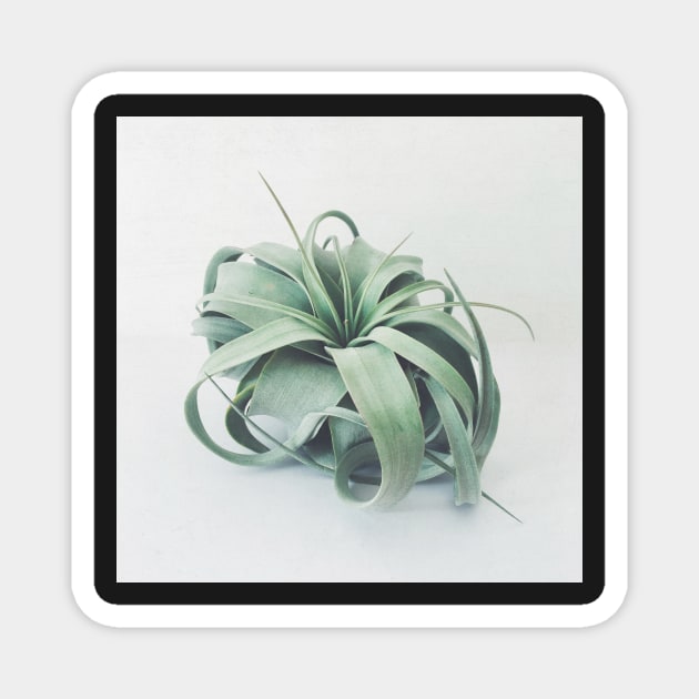 Air Plant III Magnet by Cassia