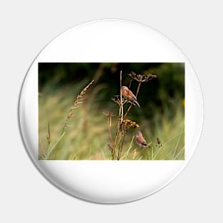 Two Linnets Pin