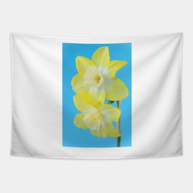 Narcissus  &#39;Pipit&#39;    Division 7 Jonquilla  Daffodil Tapestry by chrisburrows