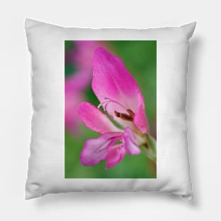 Gladiolus communis subsp. byzantinus  AGM  Byzantine gladiolus Pillow