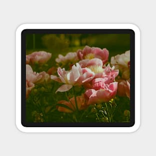 Peonies blooming Magnet