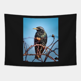 Common starling Tapestry