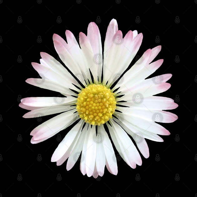 daisy flower, blooming daisies, bloom, blossom by rh_naturestyles