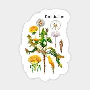 Dandelion Magnet