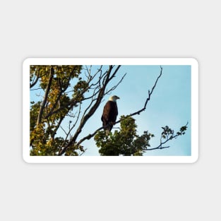 Bald Eagle Perching On a Tree Branch Magnet