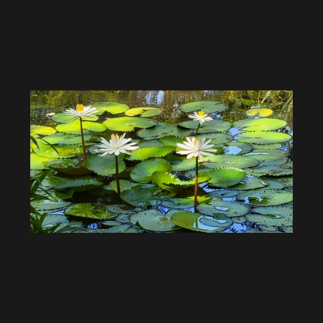 Pond with waterlilies by algill