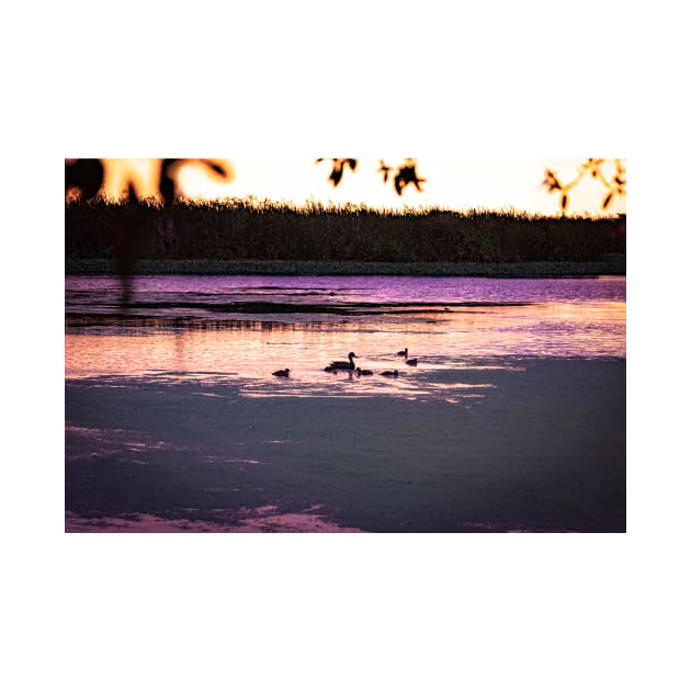 Ducks at dusk in a marsh by blossomcophoto