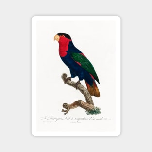 The Black-Capped Lory, Lorius lory from Natural History of Parrots (1801—1805) by Francois Levaillant Magnet