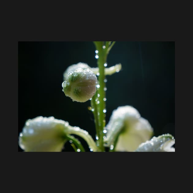 Sparkling White Delphinium Bud by 1Redbublppasswo