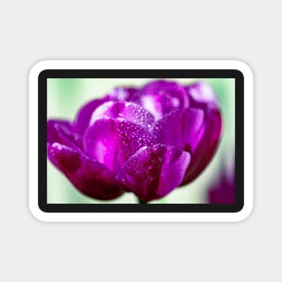 Dewdrops on a purple tulip Magnet