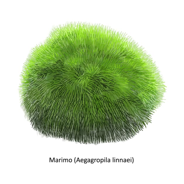 Aegagropila linnaei, known as Marimo or Moss Ball by Familyshmot