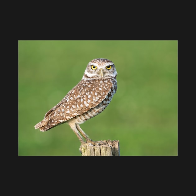 Burrowing Owl by TonyNorth