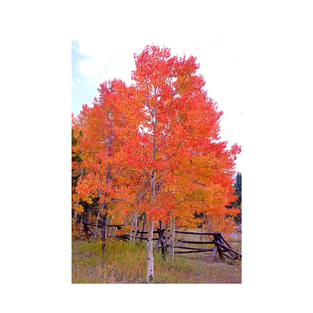 Colorado Aspens Study 33 by bobmeyers