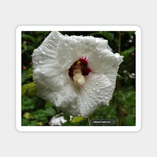 Rose of Sharon - Garden lover gift Magnet