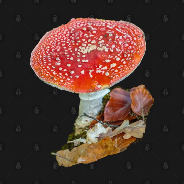 Fly Agaric Mushroom by dalyndigaital2@gmail.com