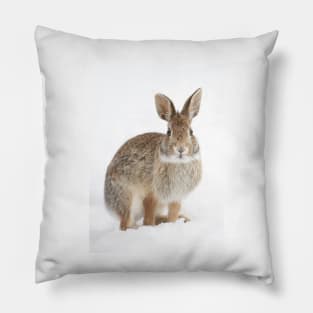 Eastern Cottontail rabbit Pillow