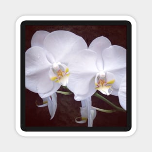 Orchid Twins Magnet