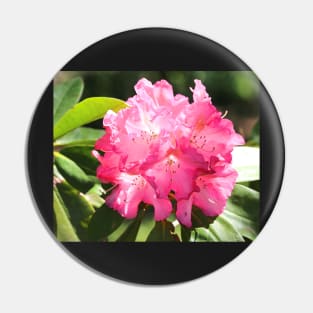 Pretty Rhododendron Pin