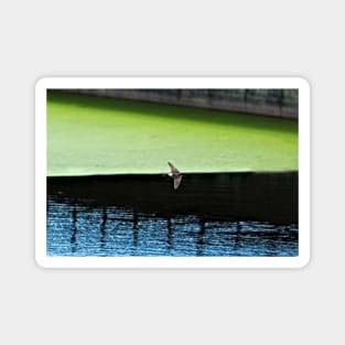 Swallow Flying Across Lake Bird Wildlife Spring Magnet