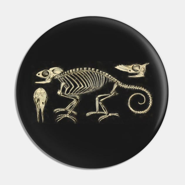 Chameleon Skeleton Anatomy Vintage Science Pin by MoPaws