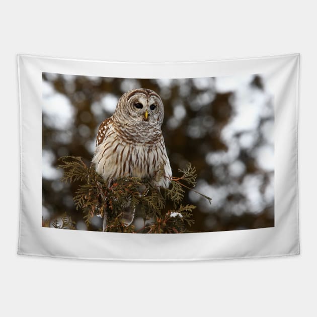 Barred Owl - Kanata Tapestry by Jim Cumming