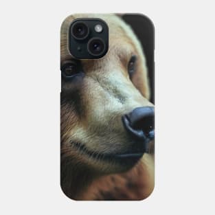 A brown bear in nature that looks cute and cuddly looks warm. Phone Case