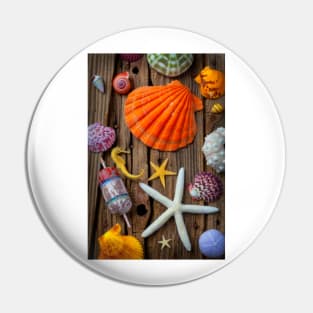 Seashell Collection On Old Wood Pin